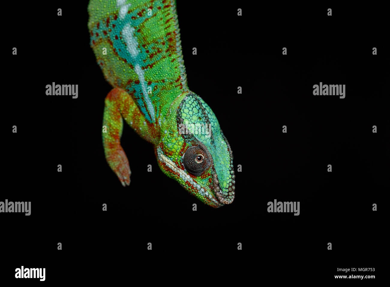 alive chameleon reptile Stock Photo