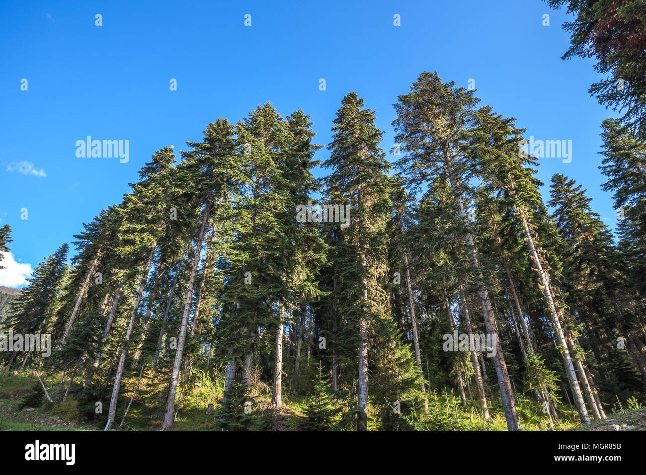 Christmas tree on a blue sky background Stock Photo - Alamy