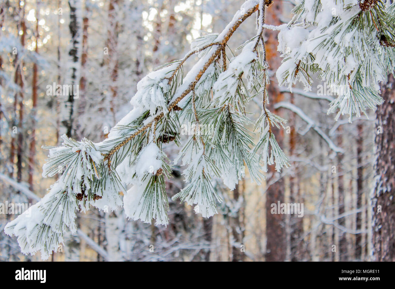 Snow covered pine branch against the evening of the winter forest Stock Photo