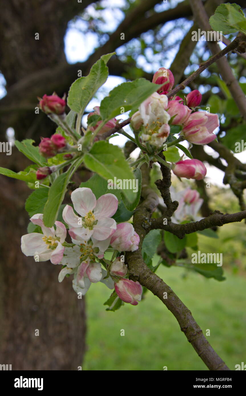 Apple tree blossom Stock Photo