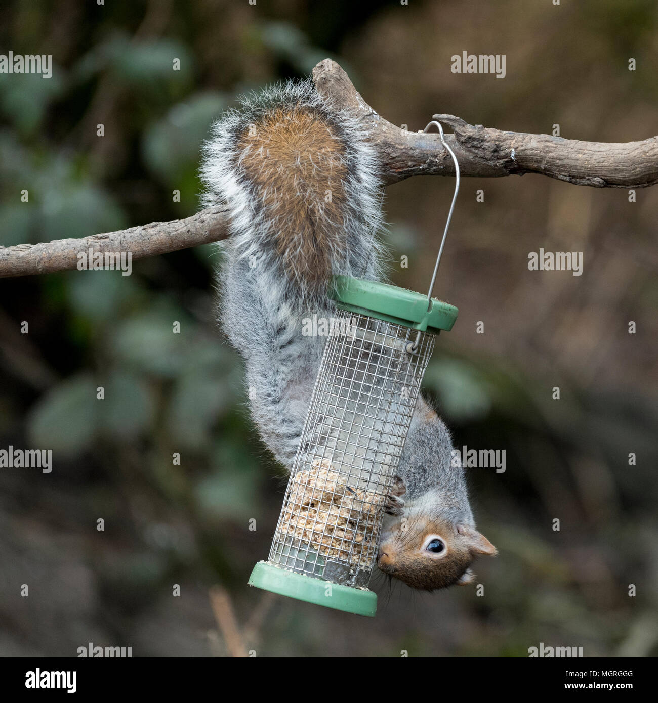 Cheeky thief - hungry grey squirrel hanging upside down from a tree, stealing & eating food in bird feeder - garden, West Yorkshire, England, UK. Stock Photo