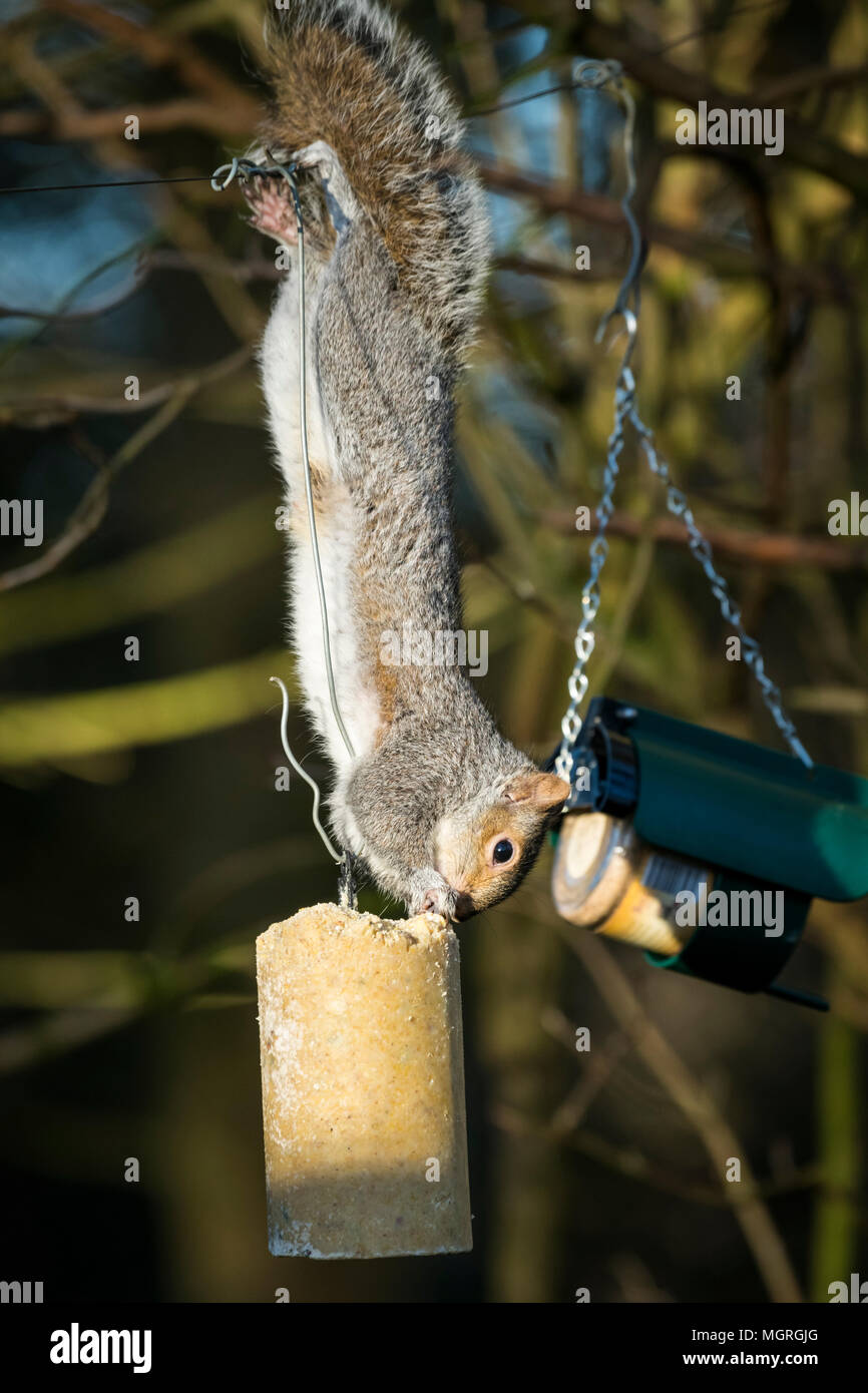 Cheeky, agile thief - hungry grey squirrel hanging upside down, stealing & feeding from a suet log bird feeder - garden, West Yorkshire, England, UK. Stock Photo