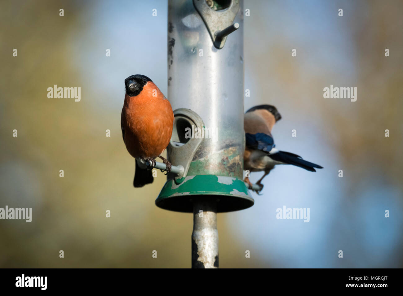Two adult bullfinches (male & female pair) with different & distinctive plumage, perched either side of garden bird feeder - West Yorkshire, England. Stock Photo