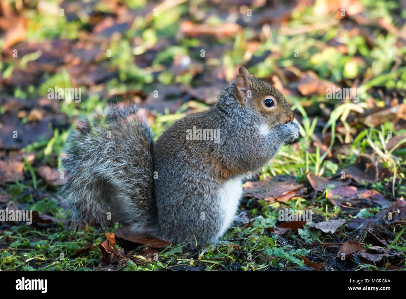 Close-up profile view of grey squirrel feeding on the ground, paws raised to mouth, its long bushy tail curled - garden, West Yorkshire, England, UK. Stock Photo