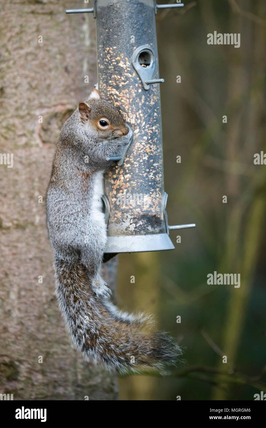 Cheeky thief - hungry grey squirrel clinging onto bird seed feeder (hanging from a tree) & stealing the food - garden, West Yorkshire, England, UK. Stock Photo
