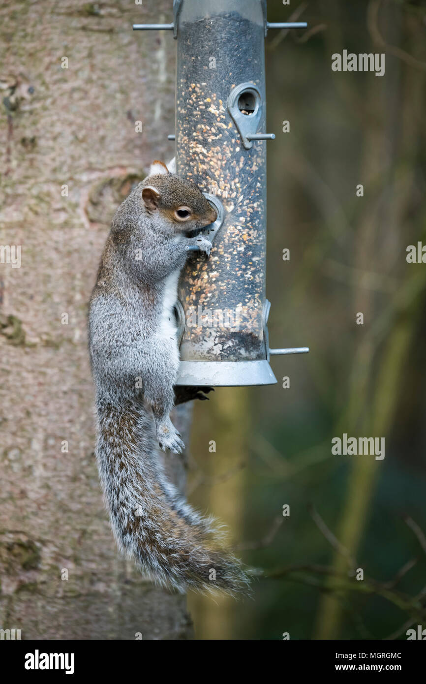 Cheeky thief - hungry grey squirrel clinging onto bird seed feeder (hanging from a tree) & stealing the food - garden, West Yorkshire, England, UK. Stock Photo