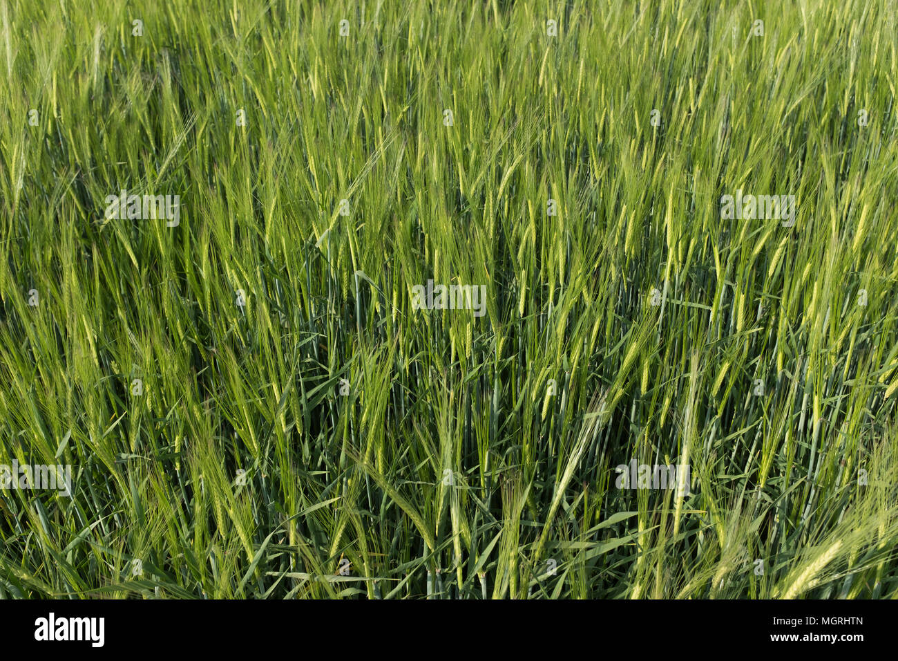 Cereals plants Stock Photo