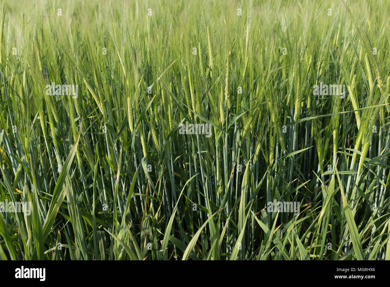 Cereals plants Stock Photo