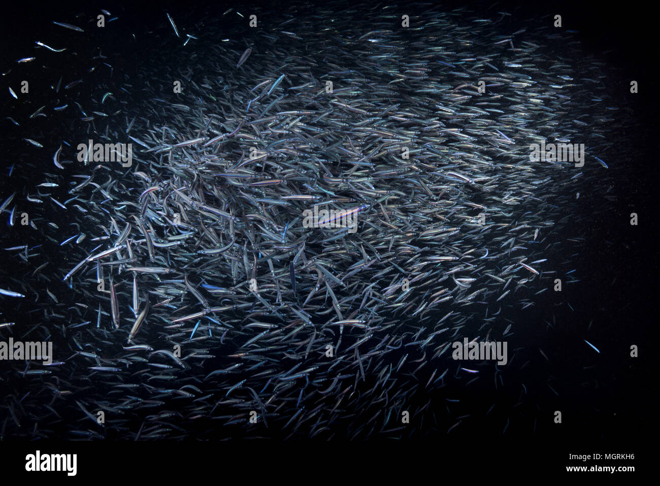 A large school of Whitebait or Blue Sprat (Spratelloides delicatulus) in the beam of a lantern at night, Indian Ocean, Maldives Stock Photo