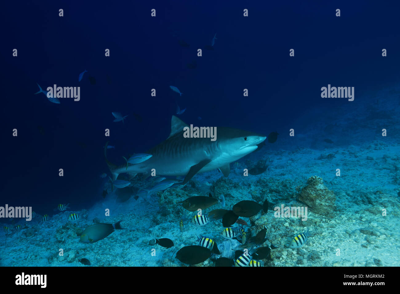 Tiger Shark (Galeocerdo cuvier) swim over coral reef Stock Photo - Alamy