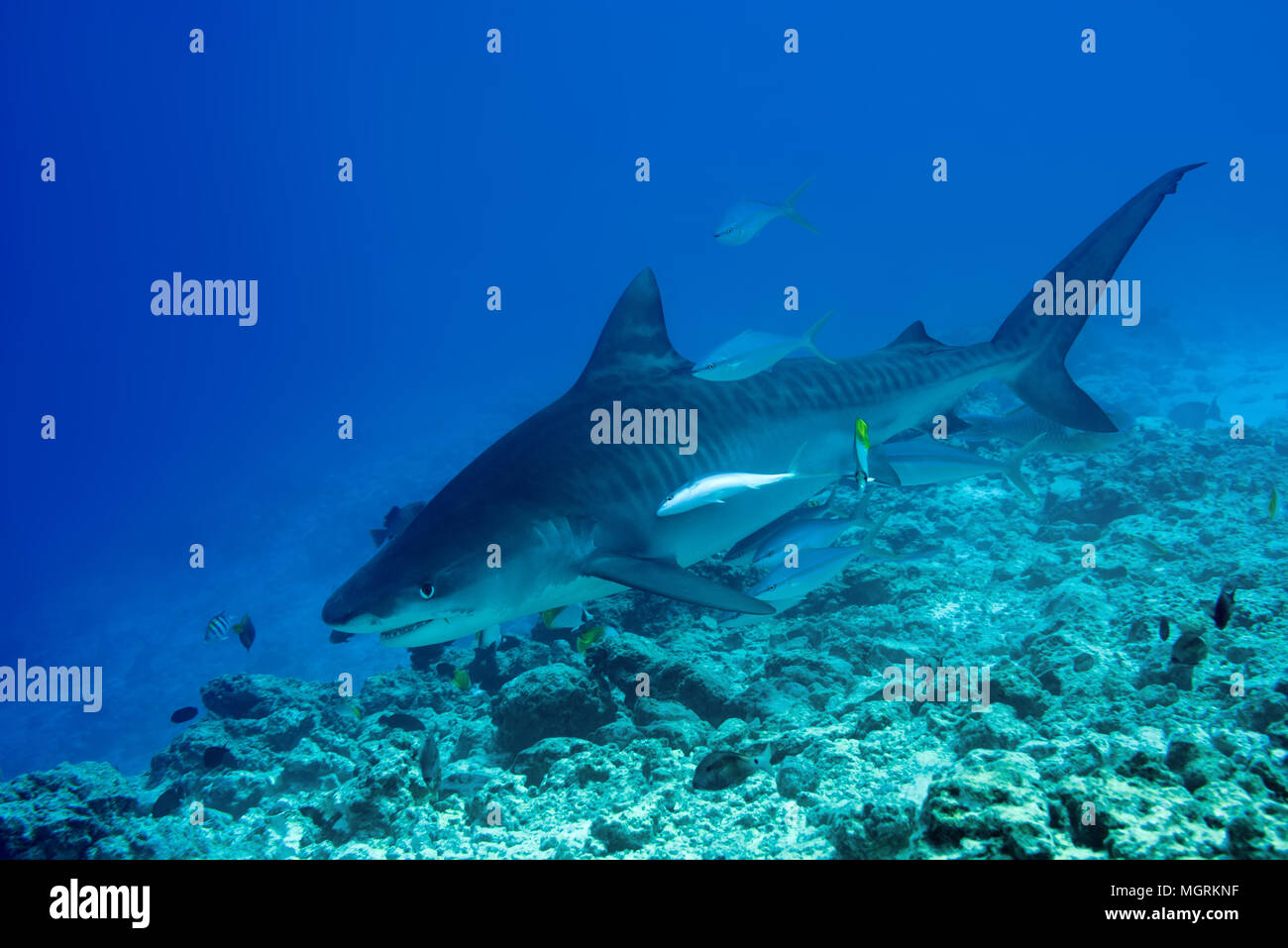 Tiger Shark (Galeocerdo cuvier) swim over coral reef Stock Photo