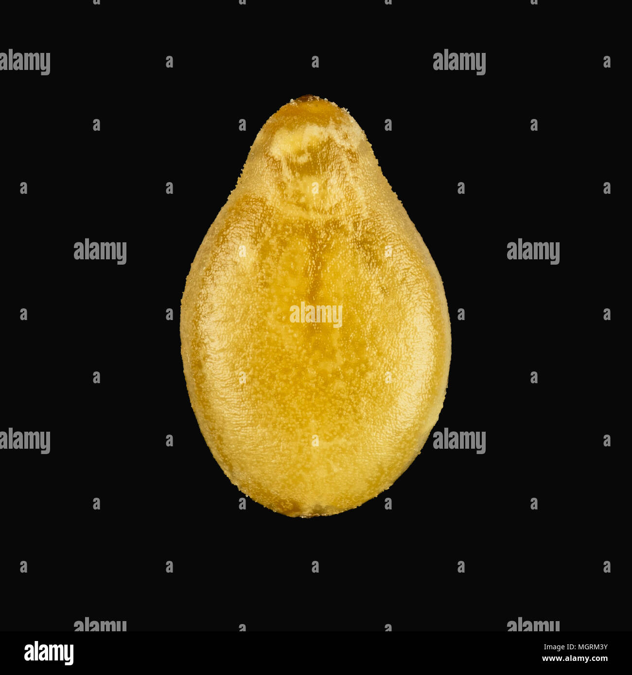 Macro photography of sesame seed. Macro shot Stock Photo Alamy