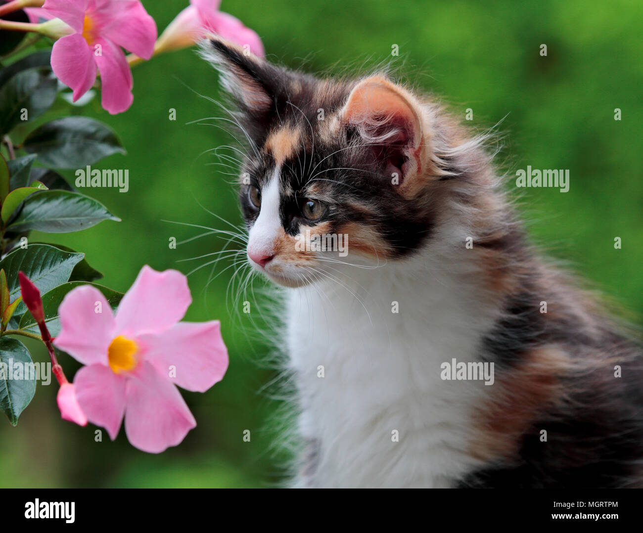 Norwegian forest cat kitten with pink flowers Stock Photo