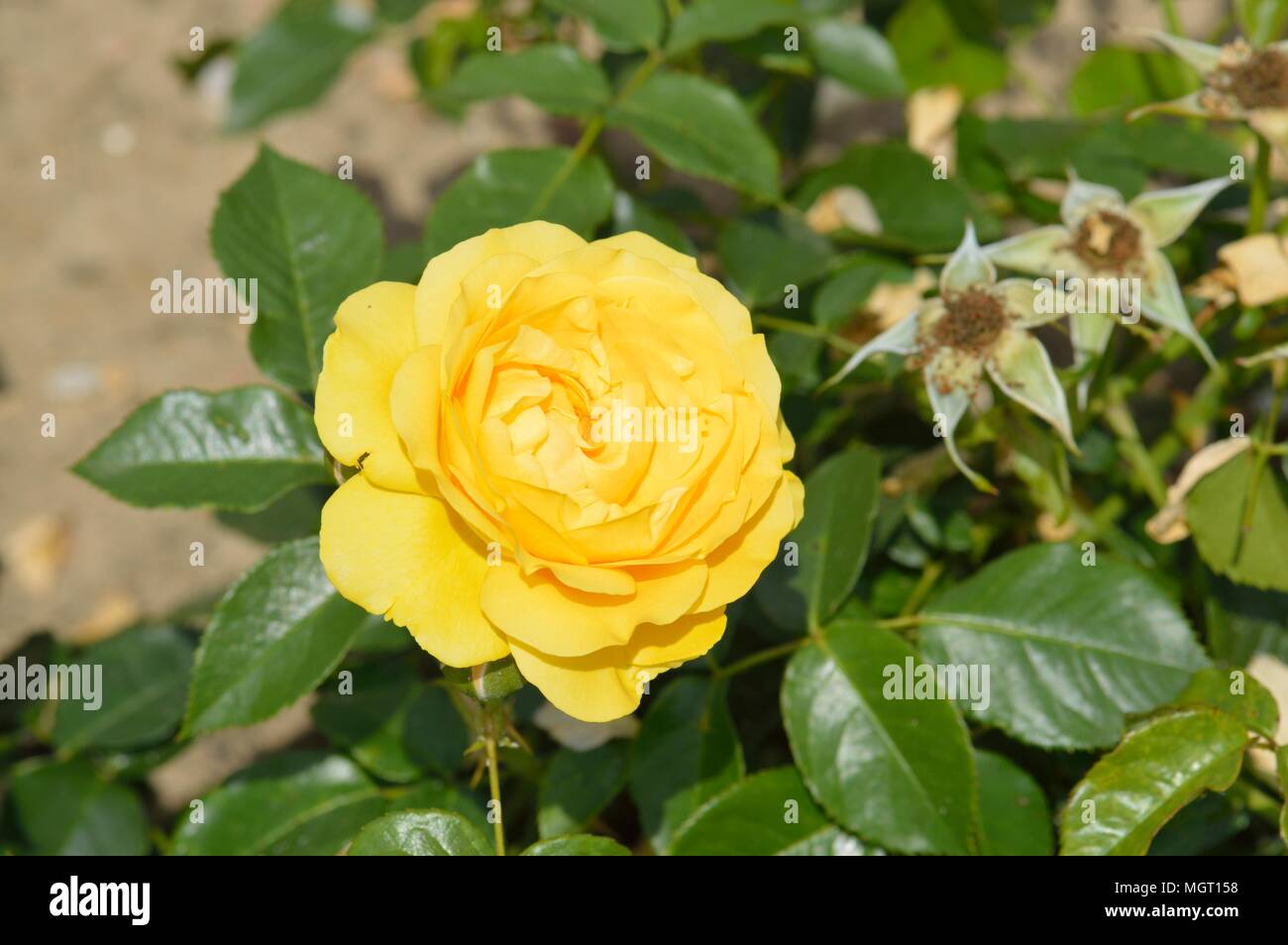 Rose Absolutely Fabulous Stock Photo - Alamy