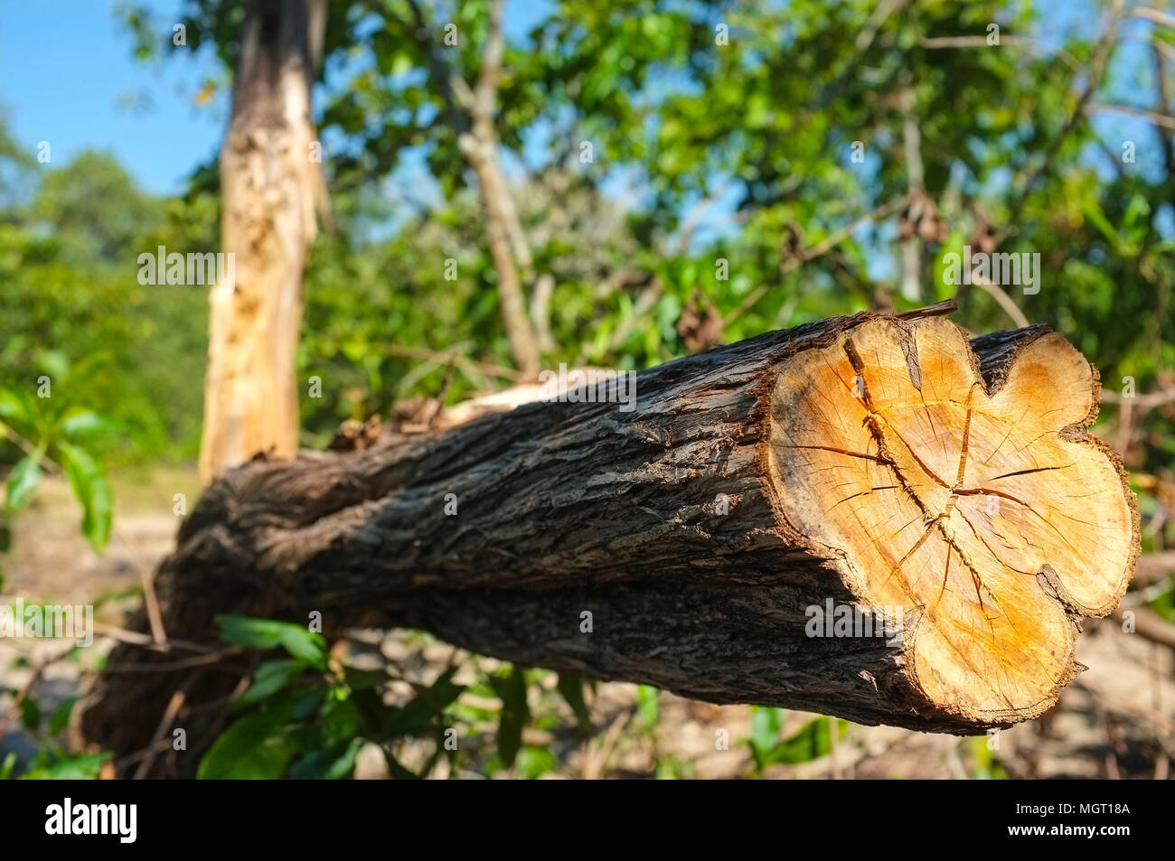 Cut down tree in a forest. Stock Photo