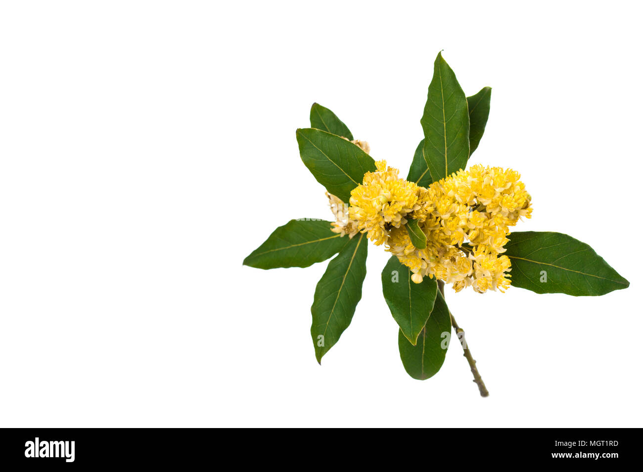 Laurel flowers hires stock photography and images Alamy