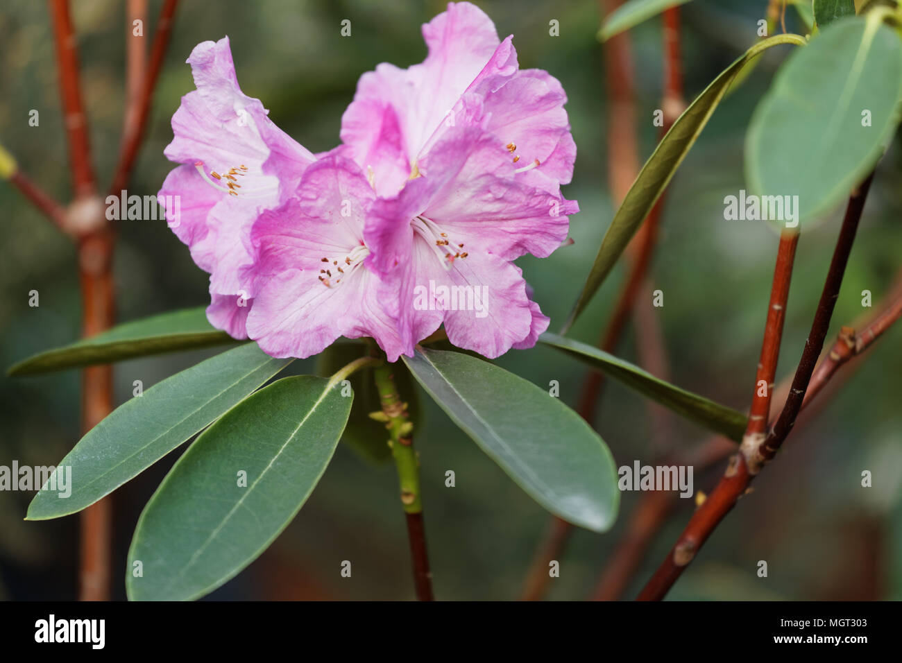 Blooming Rhododendron in a garden Stock Photo