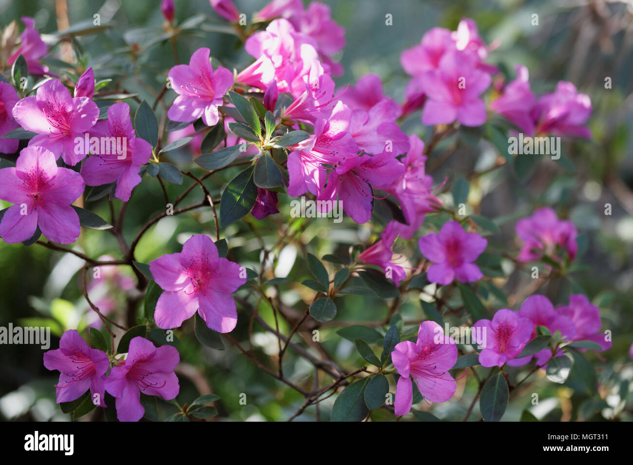 Blooming Rhododendron in a garden Stock Photo