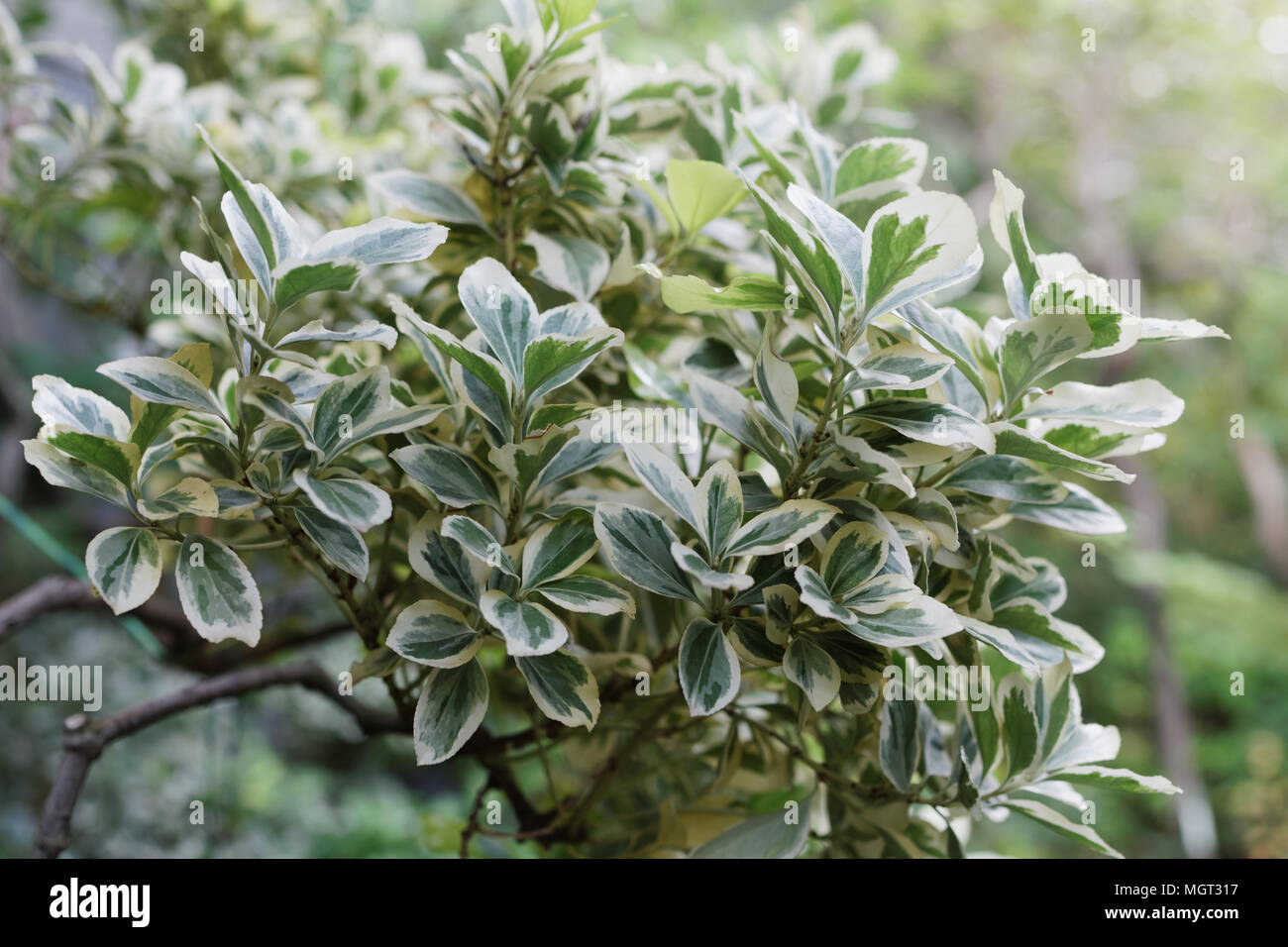 Euonymus Japonicus Or Japanese Spindle Shrub In A Garden Stock Photo Alamy Euonymus Japonicus Or Japanese Spindle Shrub In A Garden Stock Photo Alamy