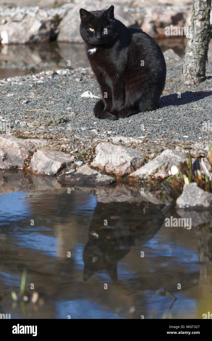 Black cat sitting on a pond of Japanese garden Stock Photo