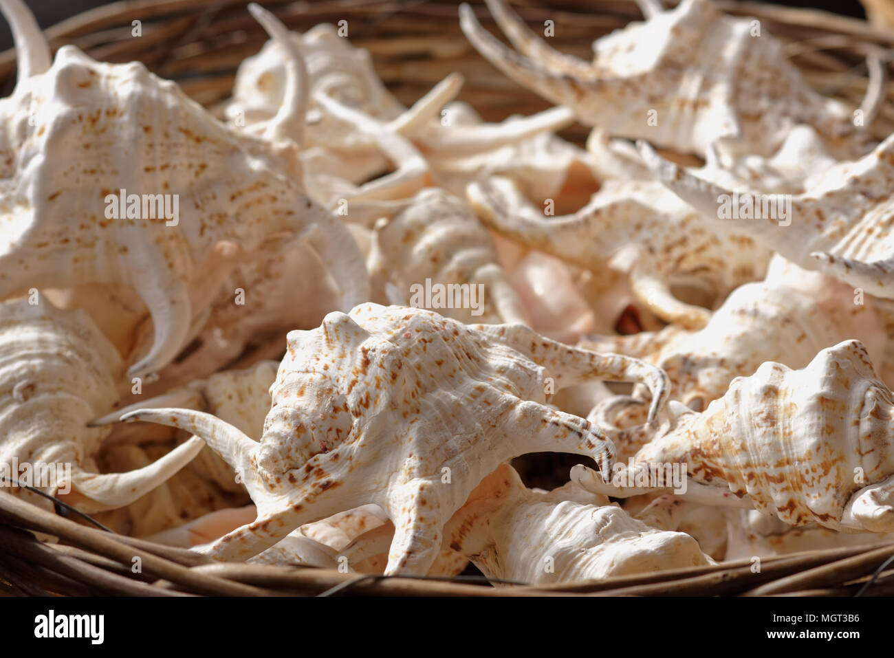 Sea shells in a basket. Selective focus on front shells Stock Photo