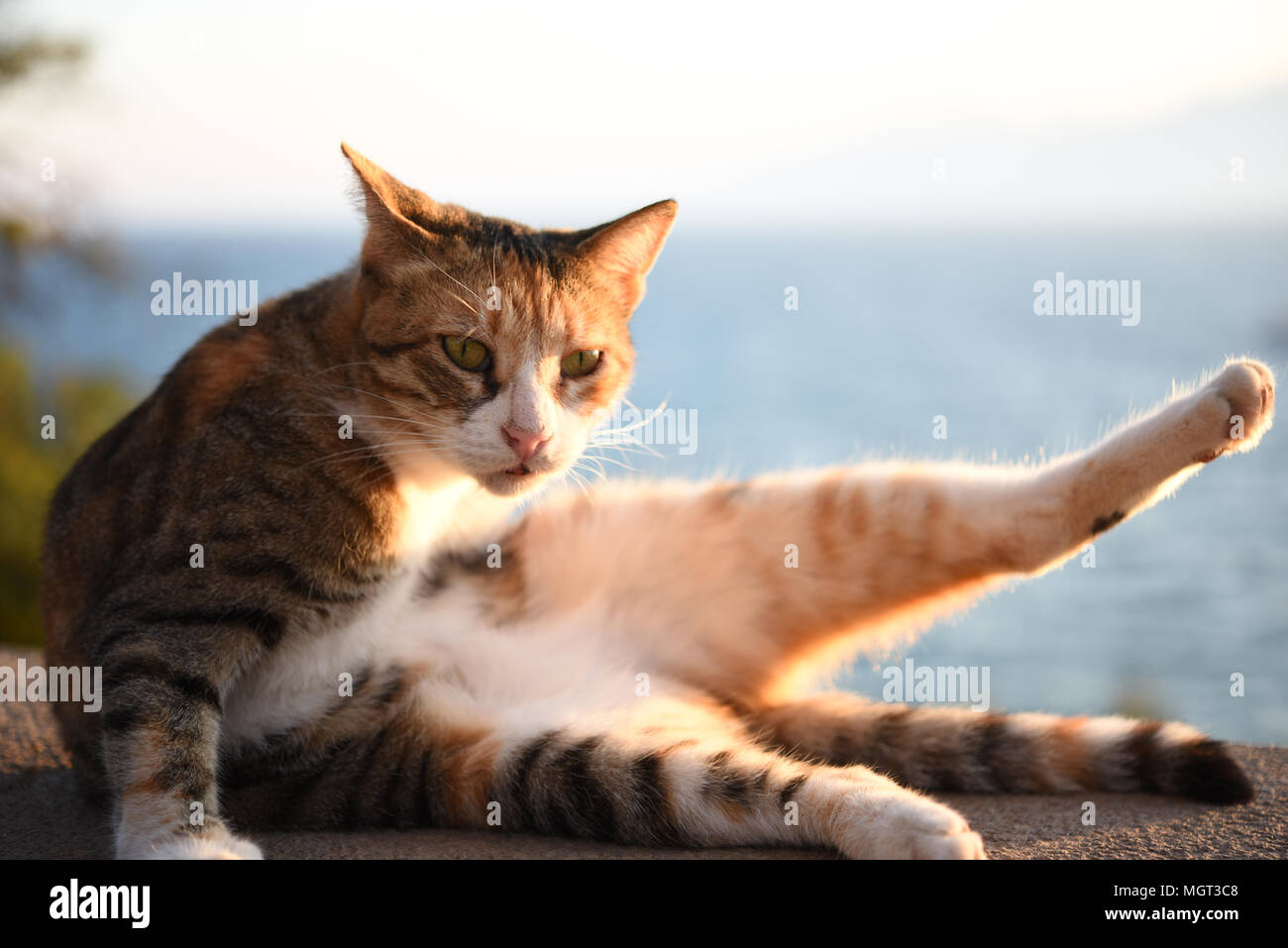 Cute cat grooming himself outdoors Stock Photo