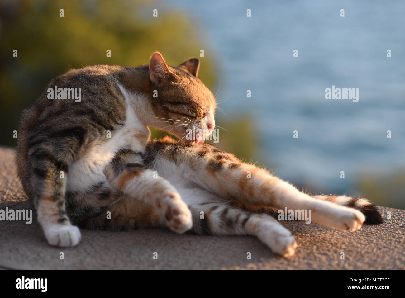 Cute cat grooming himself outdoors Stock Photo