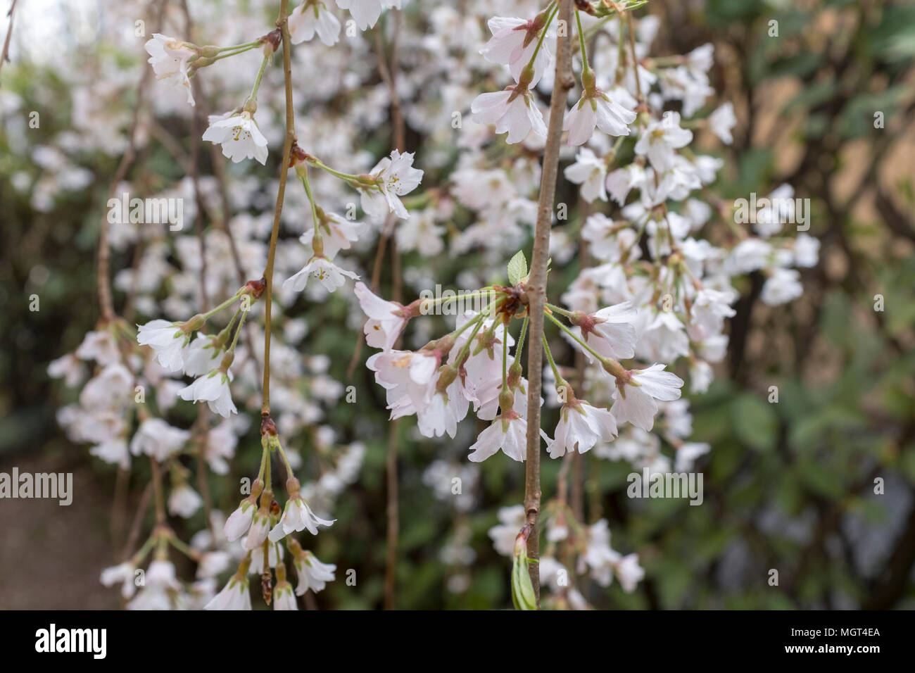 Closeup cherry spring tree hi-res stock photography and images - Alamy