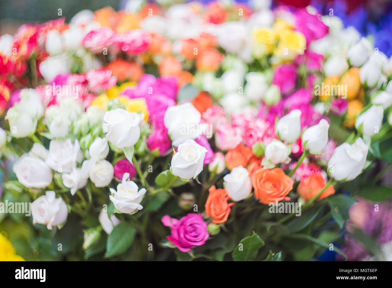 Beautiful roses different colors hi-res stock photography and images ...