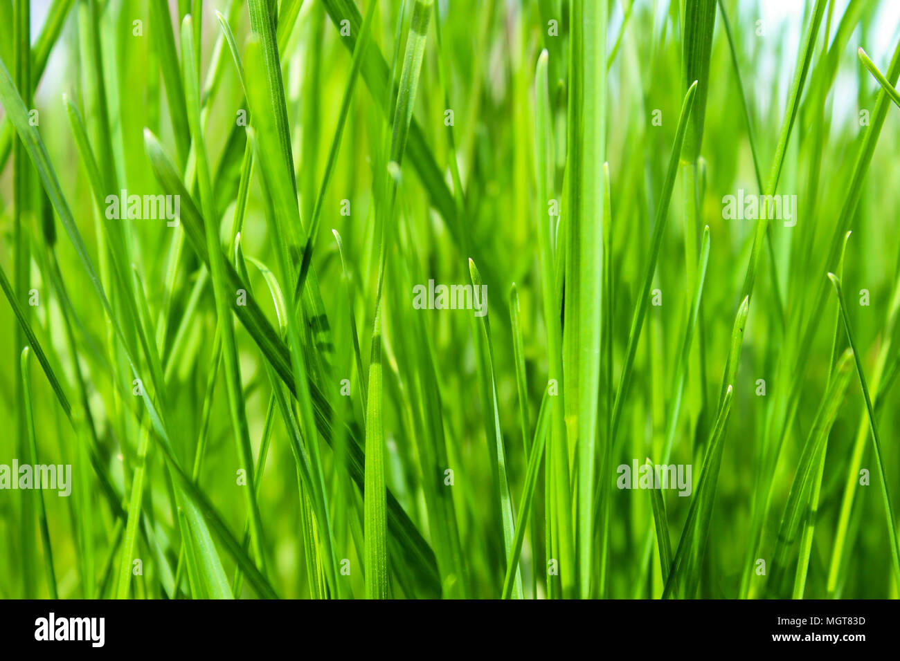 Green grass close up roughly as a background Stock Photo - Alamy