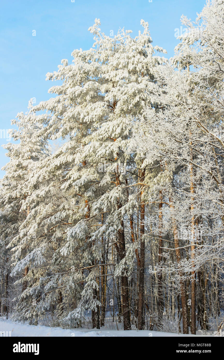Landscape with snow covered winter forest bright sunny day Stock Photo
