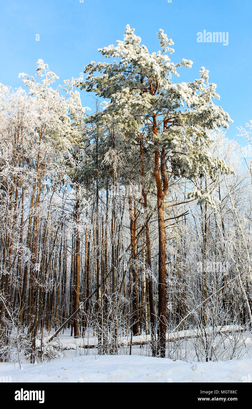Landscape with snow covered winter forest bright frosty day Stock Photo