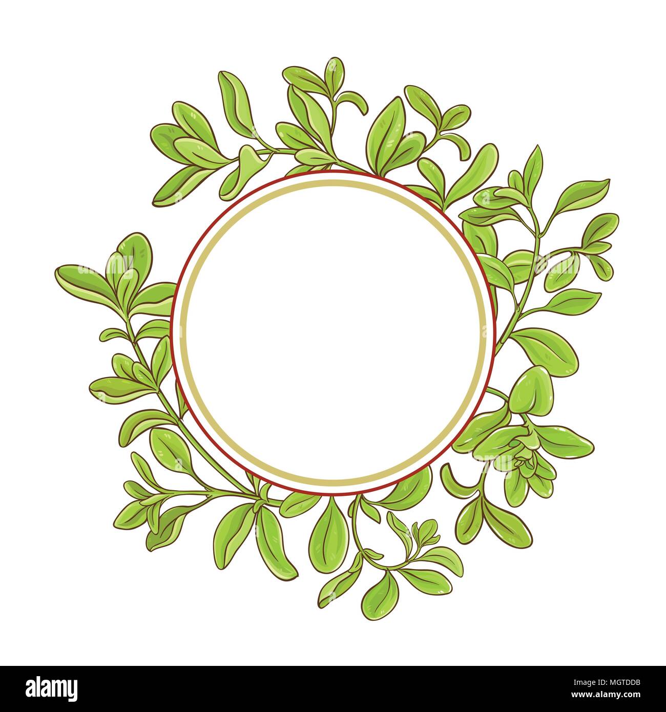 marjoram branch vector  frame on white background Stock Vector
