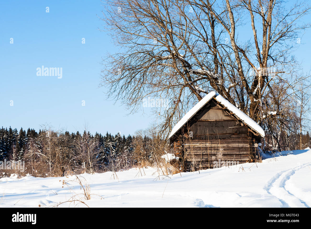 old abandoned wooden hut near forest in sunny winter day in little ...