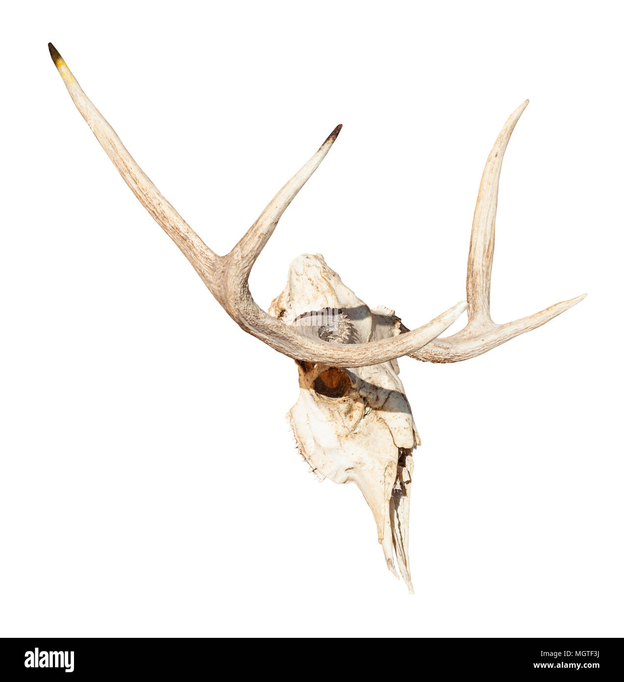 side view of natural skull of young moose animal isolated on white