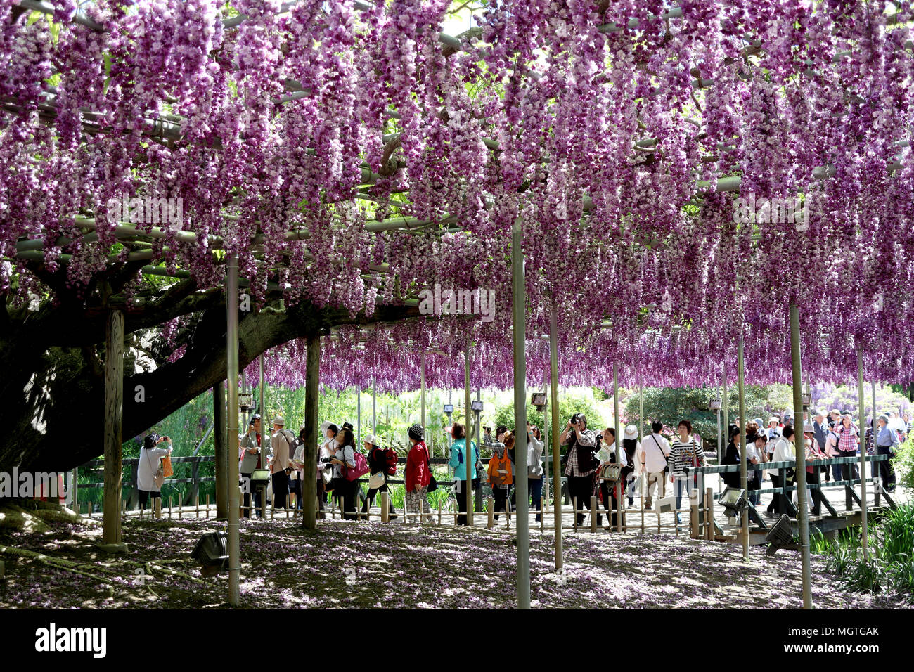 Wisteria Japan Hi Res Stock Photography And Images Alamy
