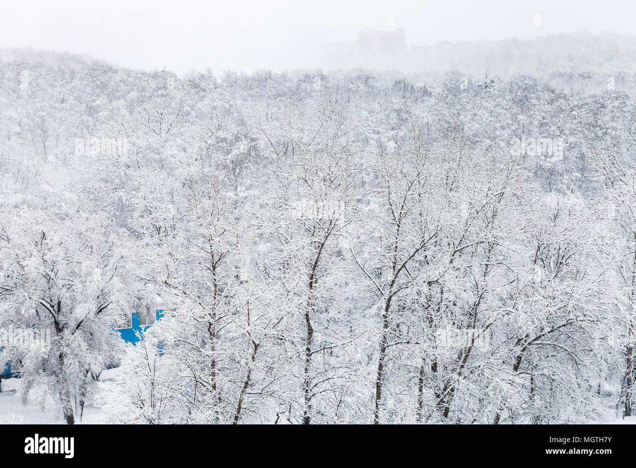 above view of snow covered trees in urban Timiryazevskiy park in Moscow ...