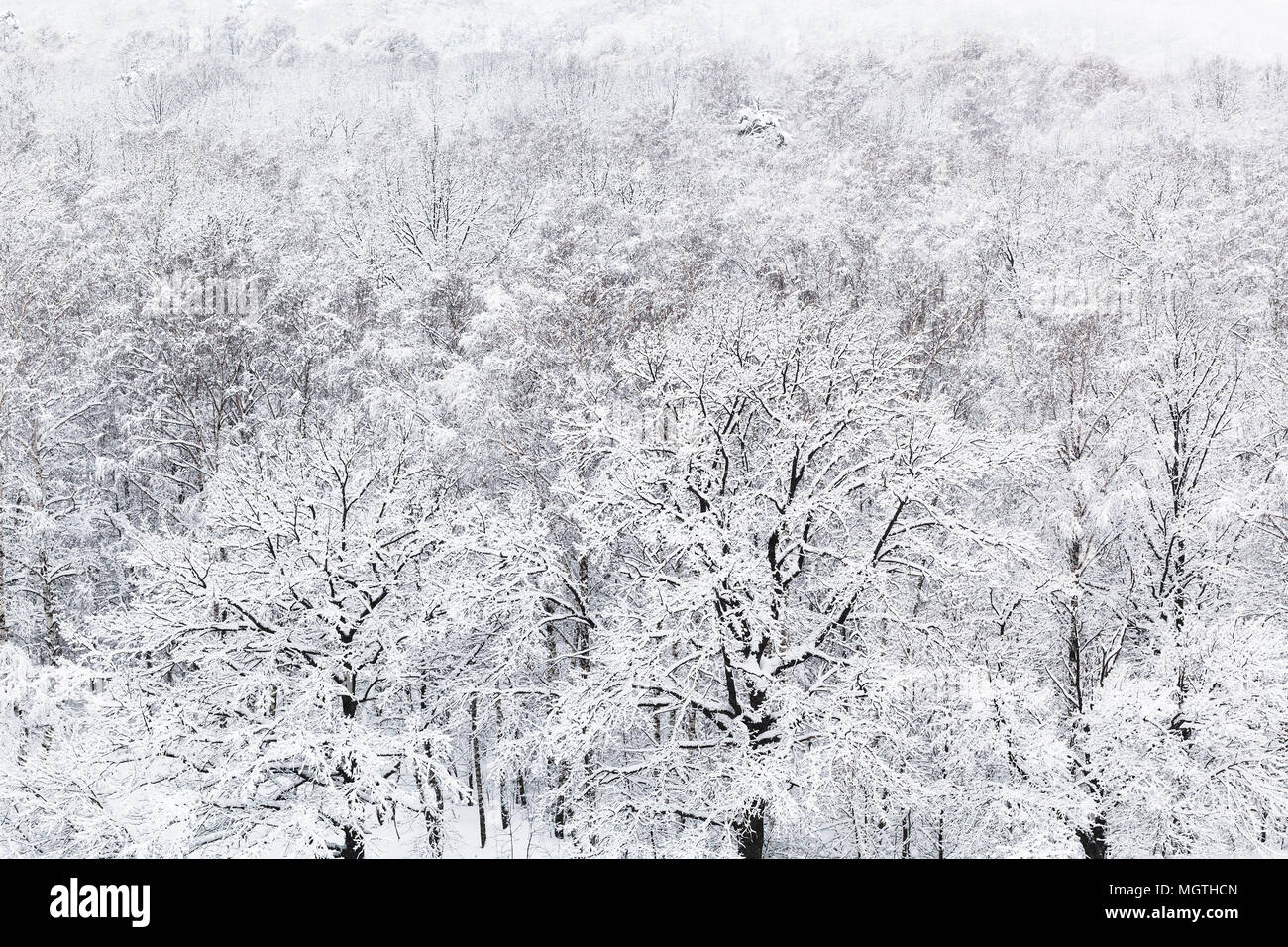 above view of snow oak grove in woods of Timiryazevskiy park in Moscow ...