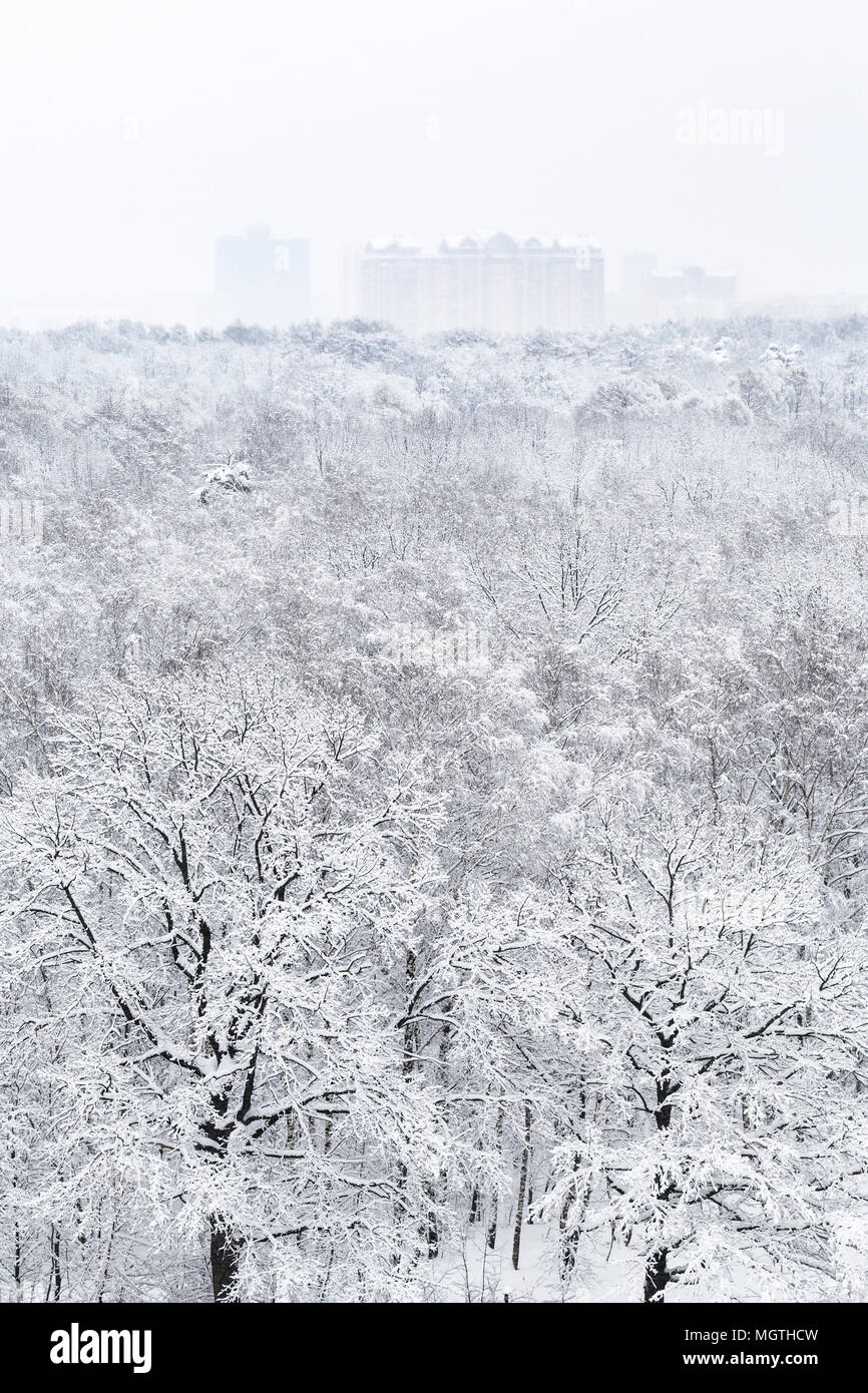 above view of snow covered oak trees in urban Timiryazevskiy park in ...