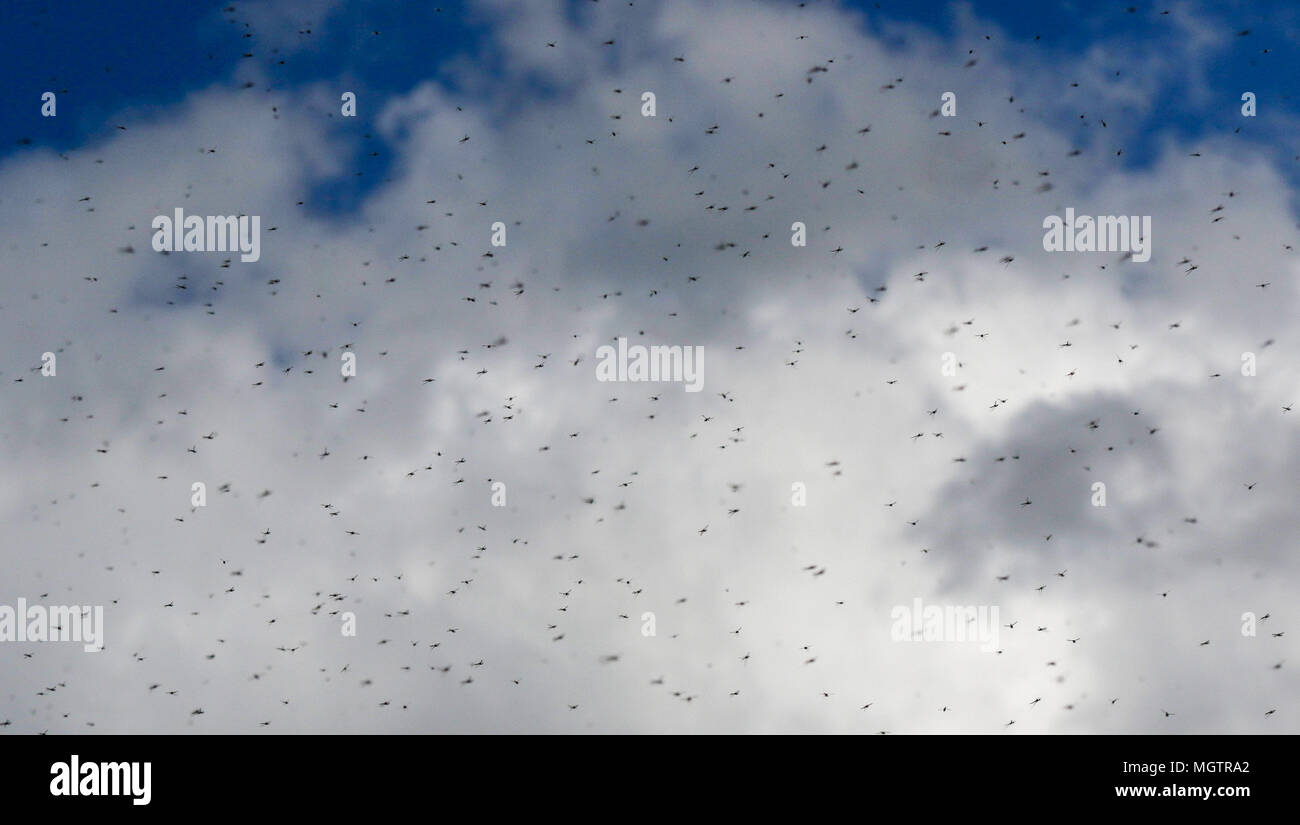 Oxford Island, Lough Neagh, Northern Ireland. 29 April 2018. UK weather - a very pleasant spring day saw temperatures up to 13C at the southern shore of Lough Neagh. The heat has seen the mayfly hatch in their thousands. Credit: David Hunter/17�Թ����� Live News. Stock Photo