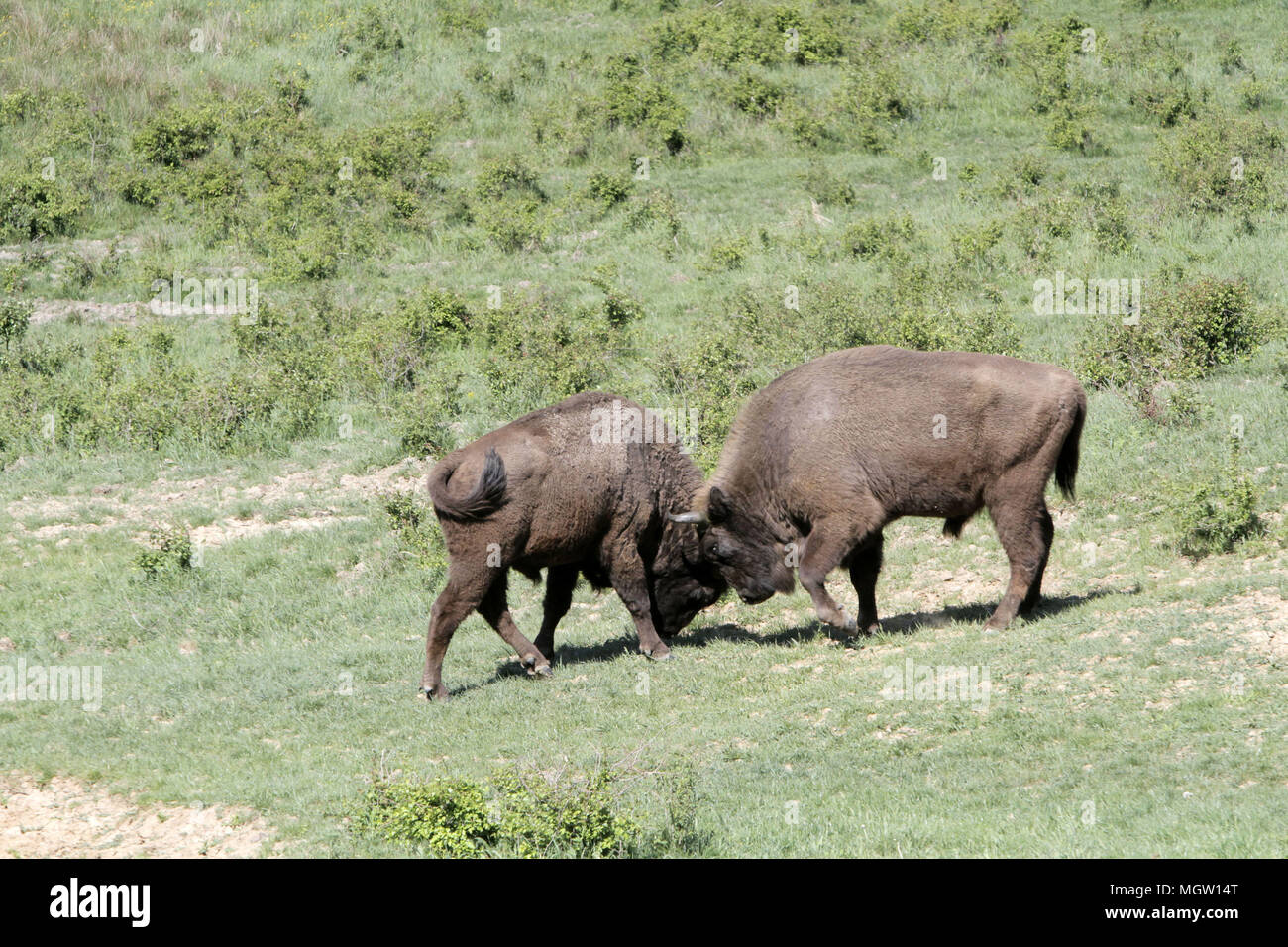 Bucharest Romania 29th Apr 2018 Two European Bisons Play At A Bison Reservation Area Northwest Of