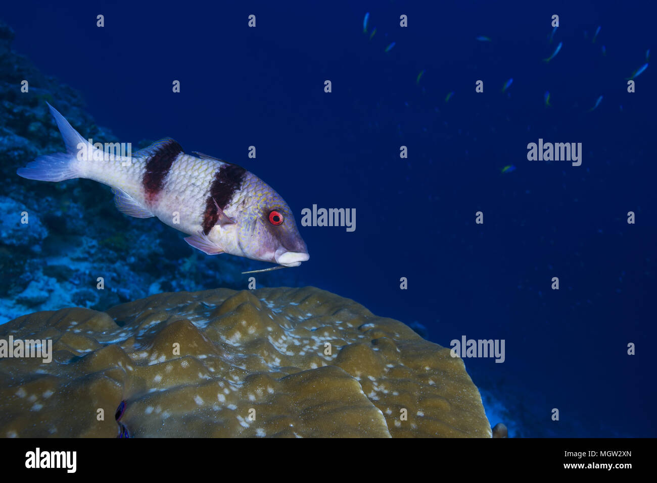 Indian Doublebar Goatfish (Parupeneus trifasciatus) swim over coral Stock Photo