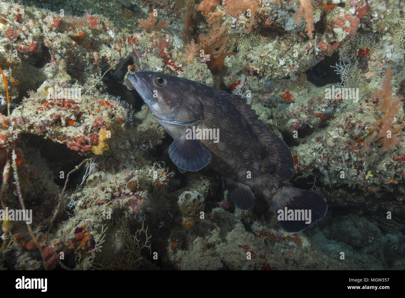 Whitespotted grouper (Epinephelus coeruleopunctatus) near coral reef Stock Photo