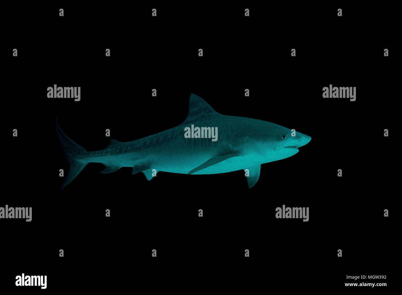 Tiger Shark (Galeocerdo cuvier) swim in the night Stock Photo