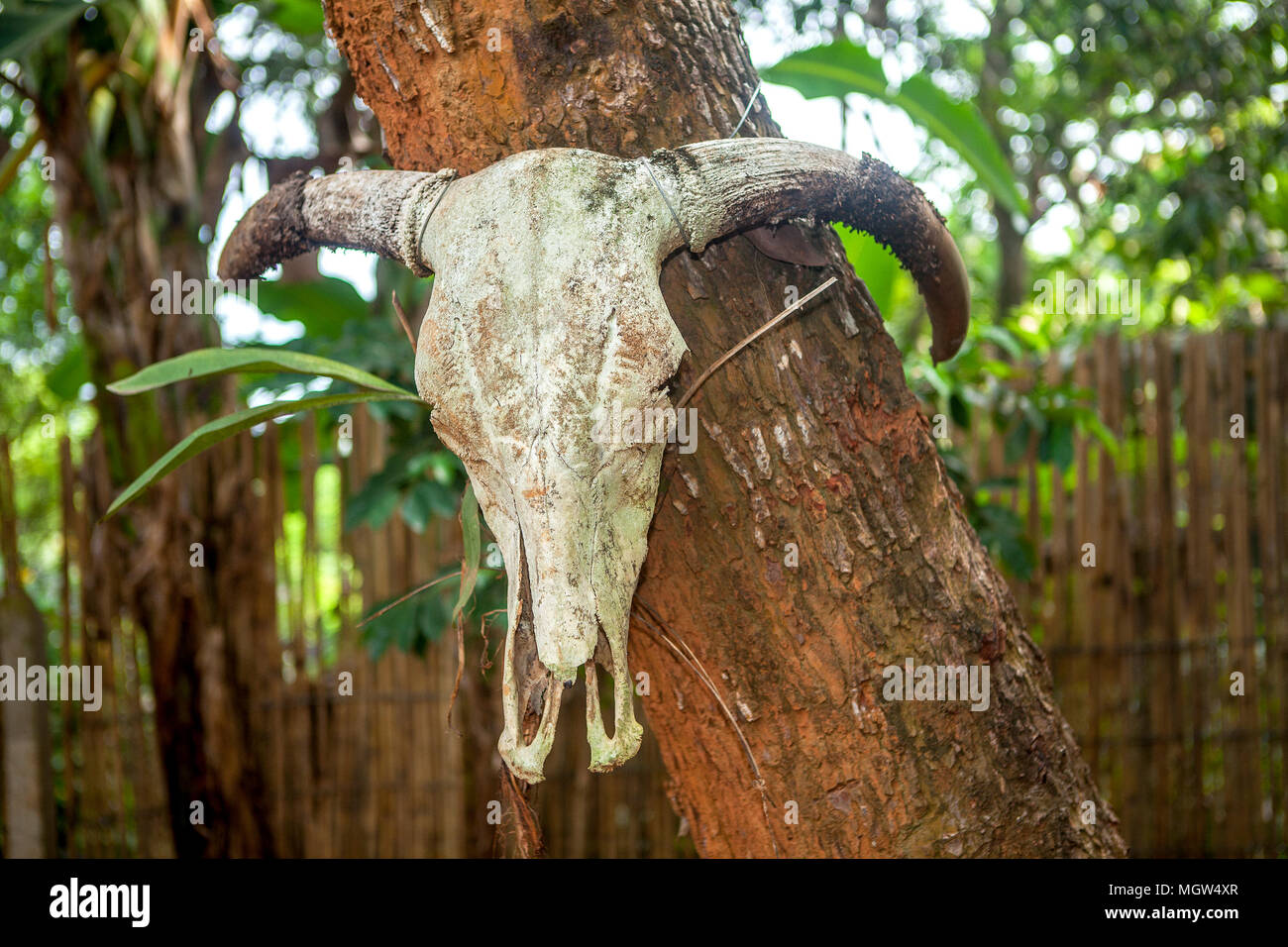 A Carabao (Water Buffalo) skull hangs on a tree at the Eco Butterfly Garden and Tribal Village in Puerto Princesa, Palawan, Philippines. Stock Photo