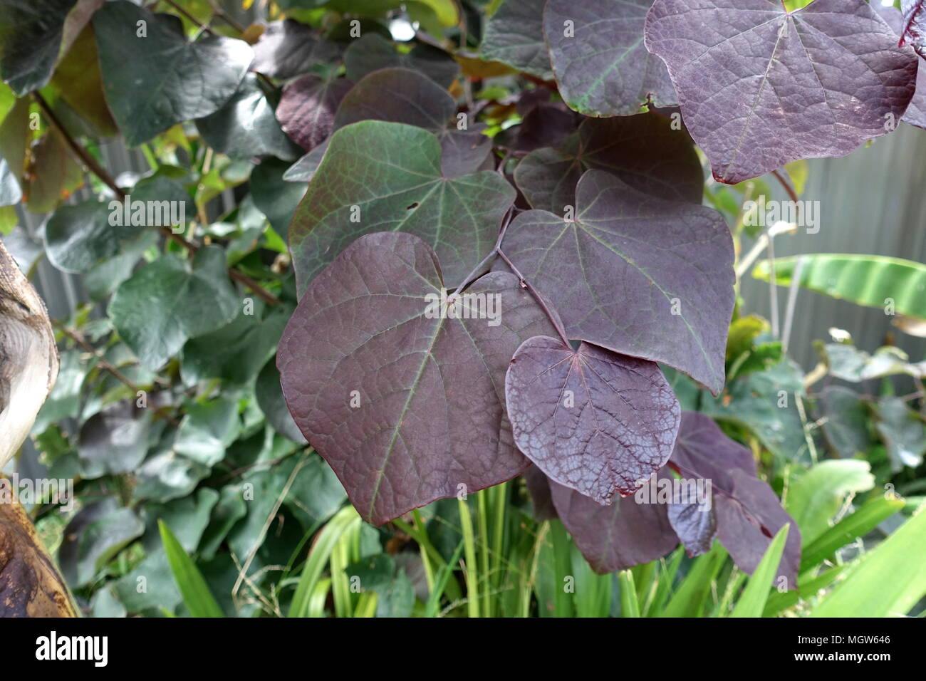 Cercis canadensis or also known as Forest Pansy leaves Stock Photo