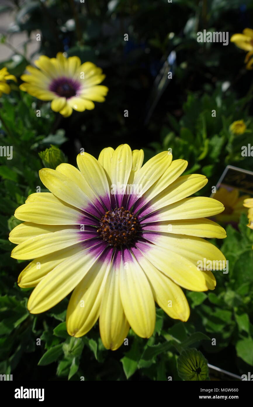 Osteospermum ecklonis or also known as African Daisy, Cape Marigold Stock Photo