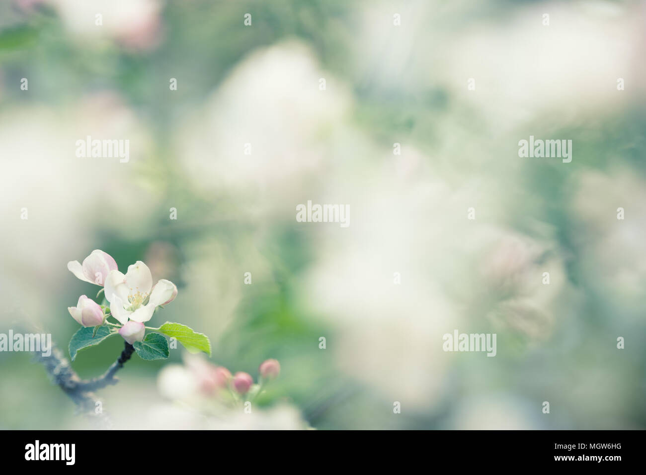 Apple blossoms Stock Photo