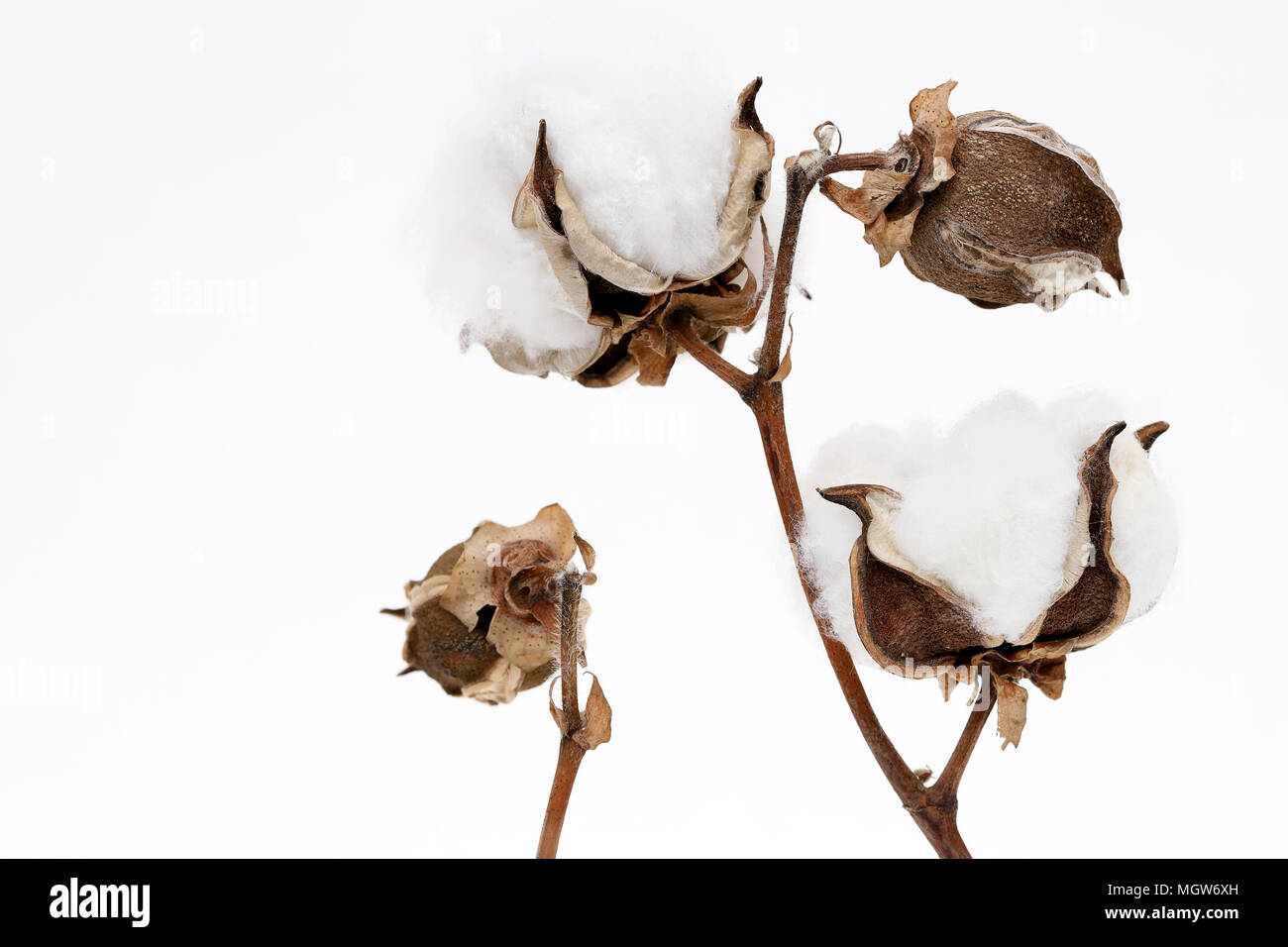 Branch of cotton plant on white background Stock Photo