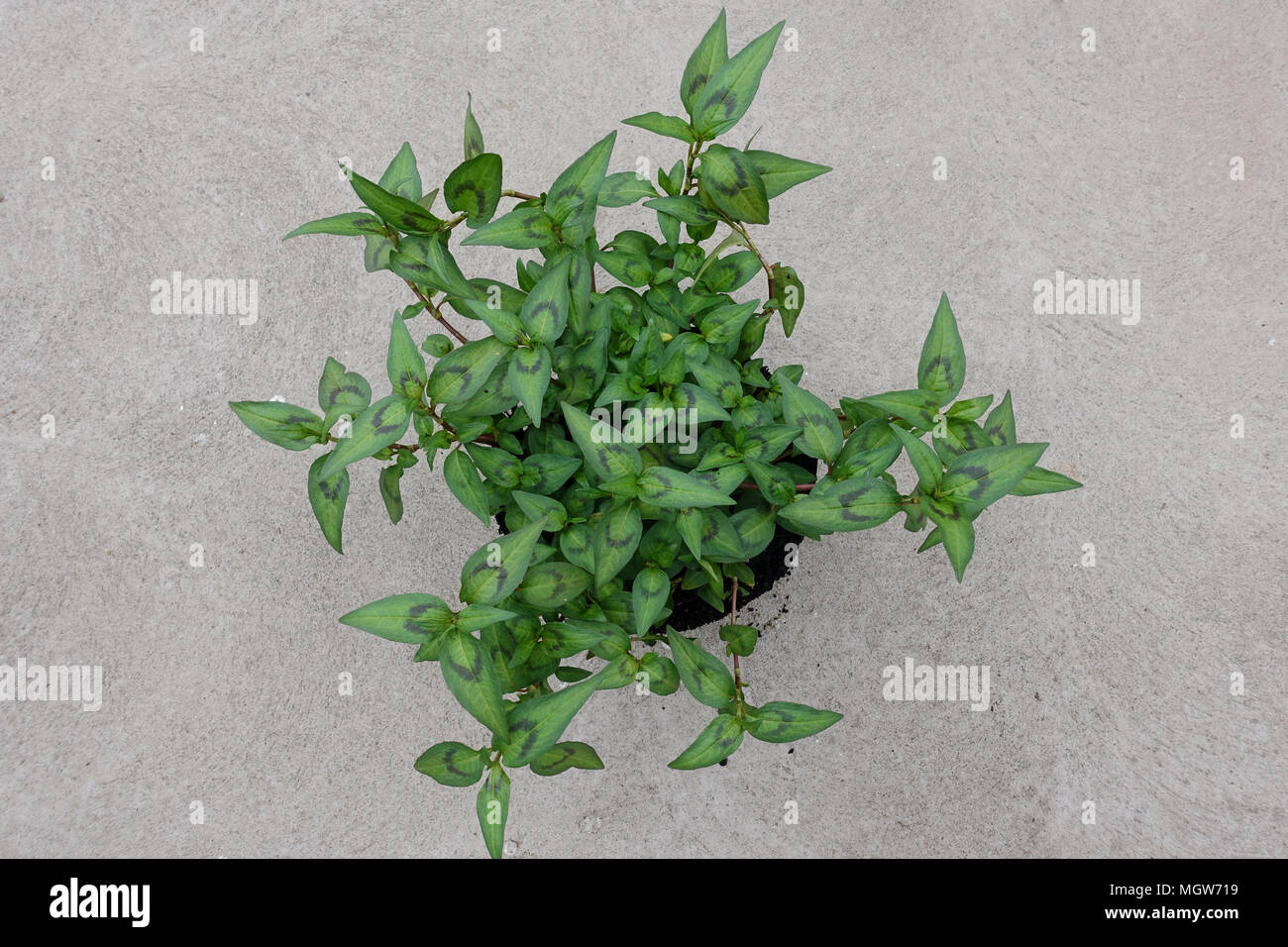 Vietnamese mint, Persicaria odorata growing in a pot isolated Stock Photo